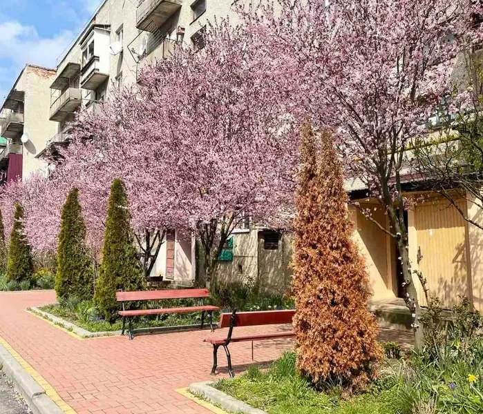 Прикрашений подвір'ям вхід у будинок з деревами сакури, можевельником та лавочками
